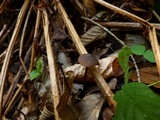Macrocystidia cucumis image