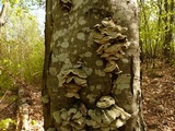 Cerrena unicolor image