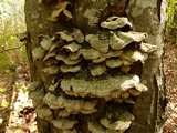 Cerrena unicolor image