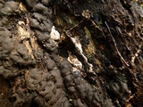 Kretzschmaria deusta image