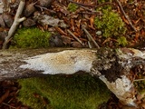 Antrodia albida image