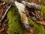 Antrodia albida image