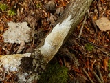 Antrodia albida image