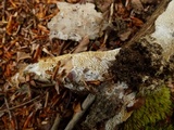Antrodia albida image