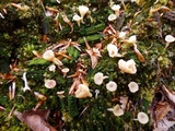 Lichenomphalia umbellifera image