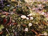 Lichenomphalia umbellifera image