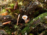 Lichenomphalia umbellifera image