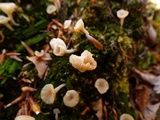 Lichenomphalia umbellifera image