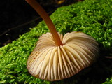 Mycena atkinsoniana image