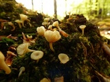 Lichenomphalia umbellifera image