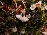 Lichenomphalia umbellifera image