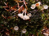 Lichenomphalia umbellifera image