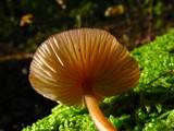 Mycena atkinsoniana image