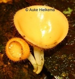 Cookeina tricholoma image