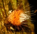 Cookeina tricholoma image