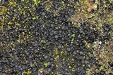 Collema bachmanianum image