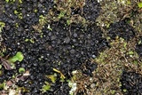 Collema bachmanianum image