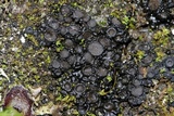 Collema bachmanianum image
