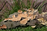 Irpex lacteus image