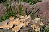 Irpex lacteus image