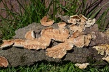 Irpex lacteus image