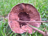 Hydnellum peckii image