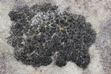 Psorula rufonigra image