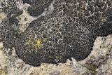 Psorula rufonigra image