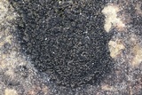Psorula rufonigra image
