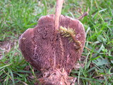 Hydnellum peckii image