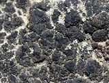 Psorula rufonigra image