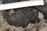 Psorula rufonigra image