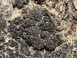 Psorula rufonigra image
