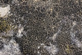 Psorula rufonigra image