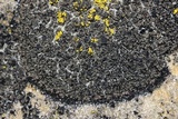Psorula rufonigra image
