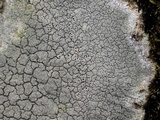 Diploschistes scruposus image