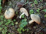 Inocybe chelanensis image