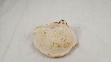 Fomitopsis ochracea image