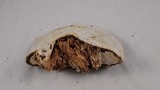 Fomitopsis ochracea image