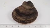 Fomitopsis ochracea image
