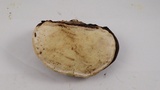 Fomitopsis ochracea image