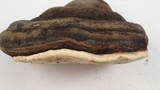 Fomitopsis ochracea image