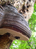 Polyporus annulatus image