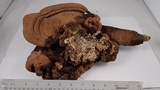 Ganoderma australe image