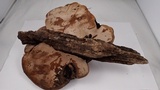 Ganoderma australe image