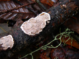 Datronia mollis image