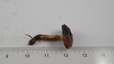 Gomphidius subroseus image