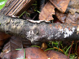 Datronia mollis image