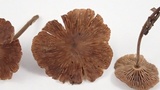 Gymnopus villosipes image