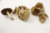Hebeloma crustuliniforme image